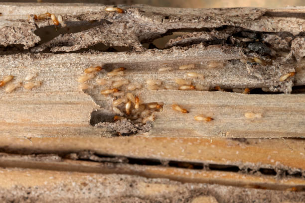 Best Emergency Pest Control  in Pleasant Ridge, MI